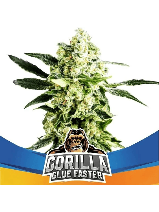 Gorilla Glue Faster  Fem  X4 - Bsf 2