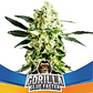 Gorilla Glue Faster Fem - Bsf (X4/X2) - Miniatura 2