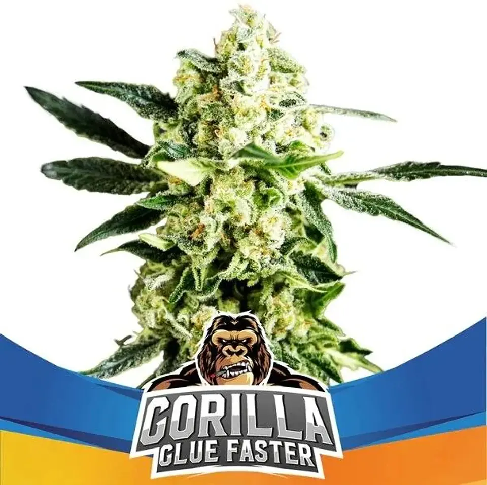 Gorilla Glue Faster Fem - Bsf (X4/X2) 2