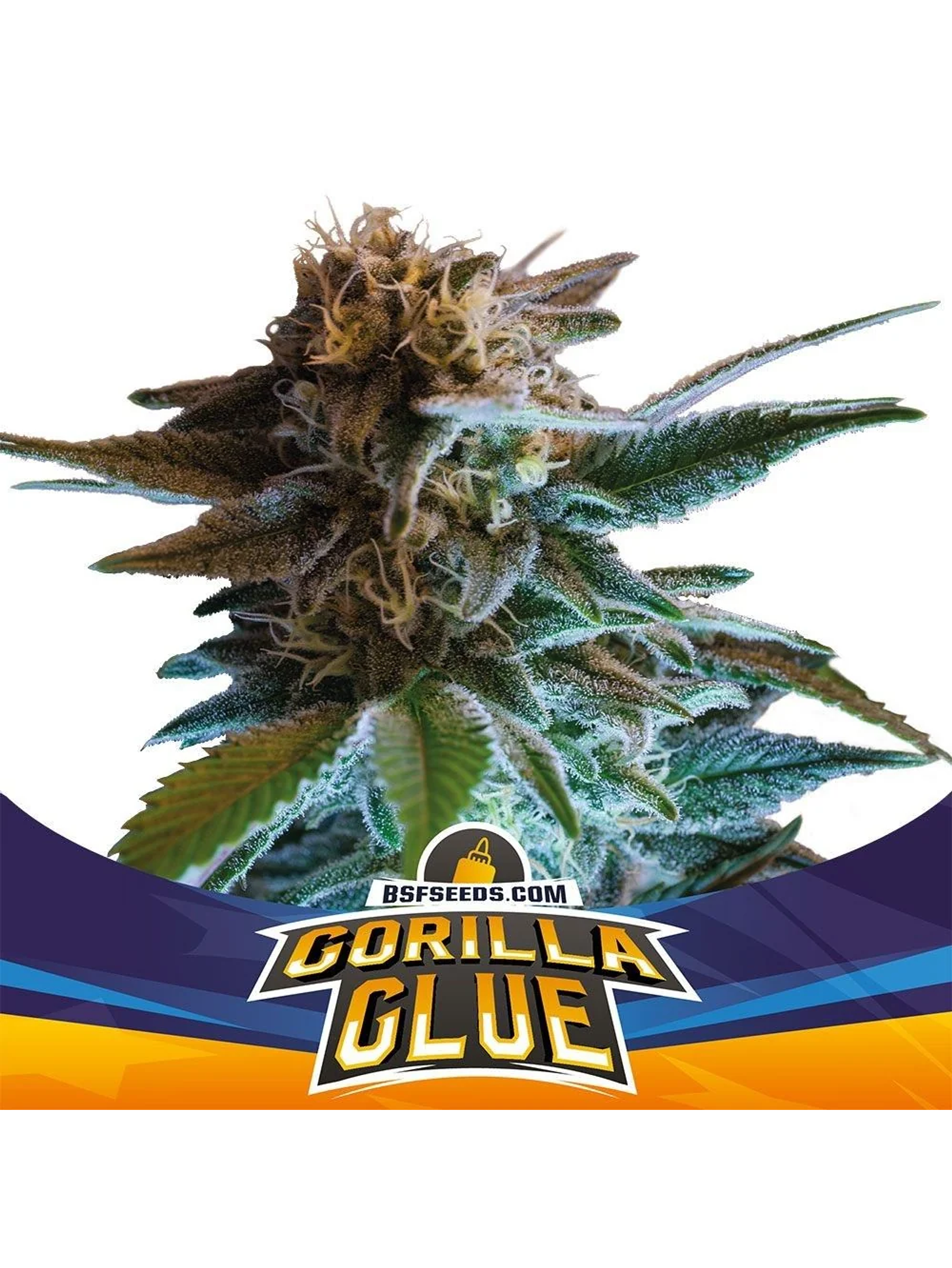 Gorilla Glue Auto Gk -Bsf (X12/X4/X2) 4