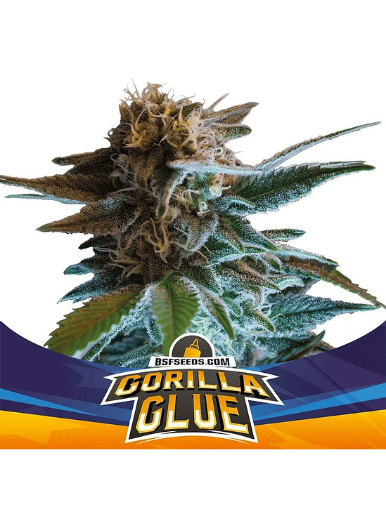 Gorilla Glue Auto Gk X12-Bsf 4