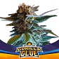 Gorilla Glue Auto Gk -Bsf (X12/X4/X2) - Miniatura 4