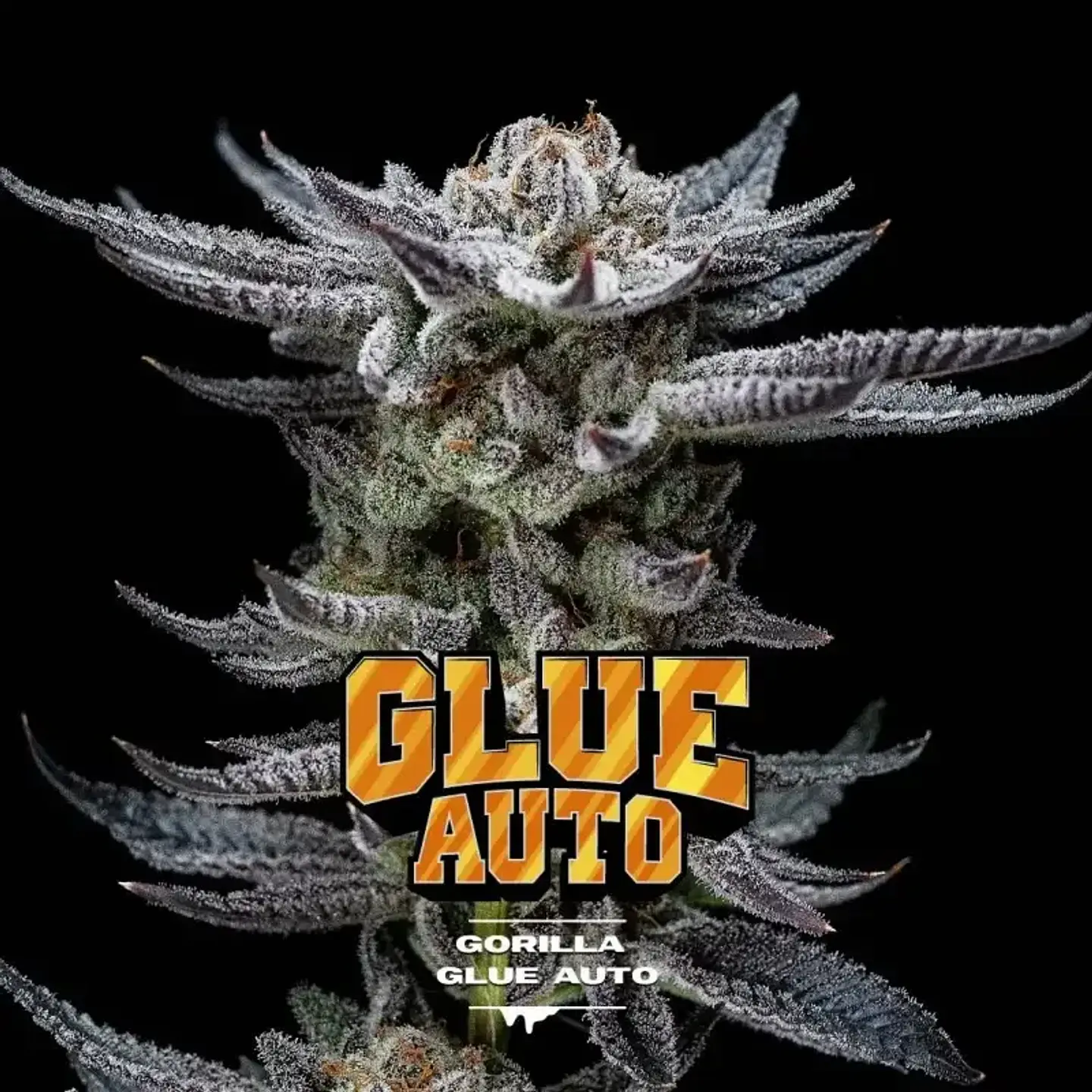 Gorilla Glue Auto Gk -Bsf (X12/X4/X2) 3