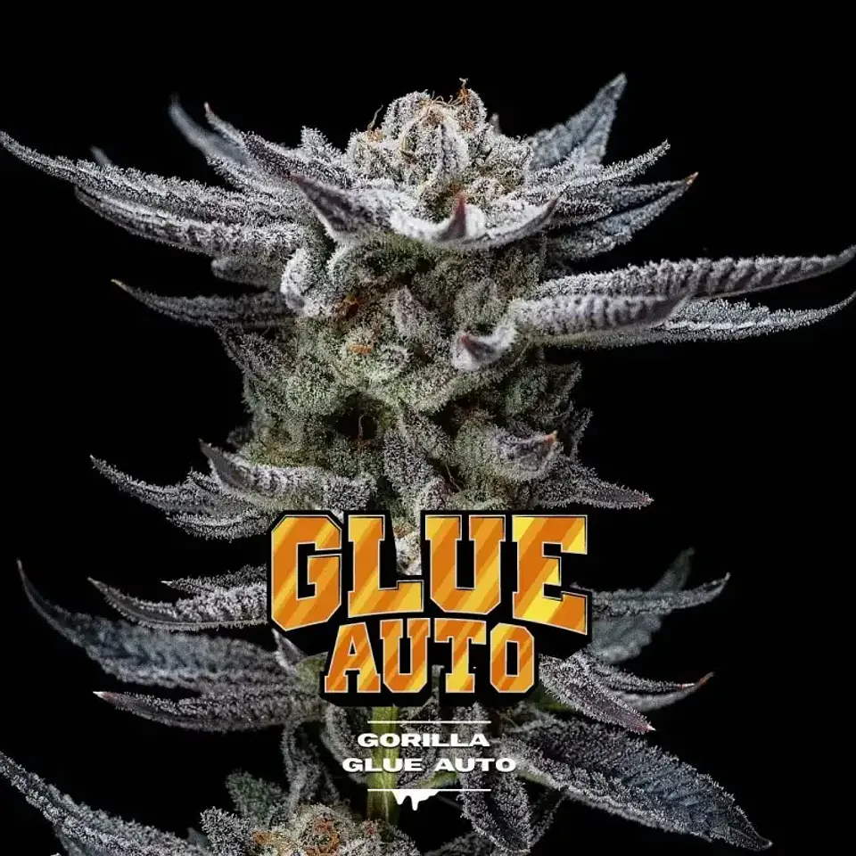 Gorilla Glue Auto Gk -Bsf (X12/X4/X2) 3