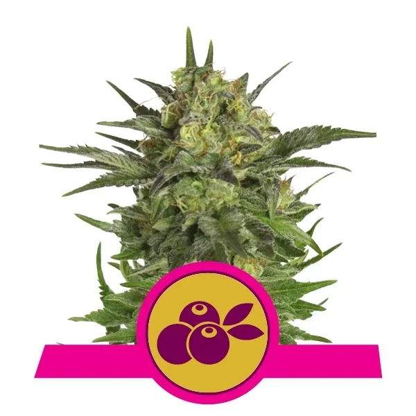 Haze Berry Fem -Royal Queen Seeds (X10/X3/X1) 2
