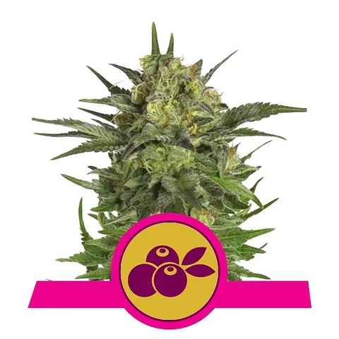 Haze Berry Fem -Royal Queen Seeds (X10/X3/X1)