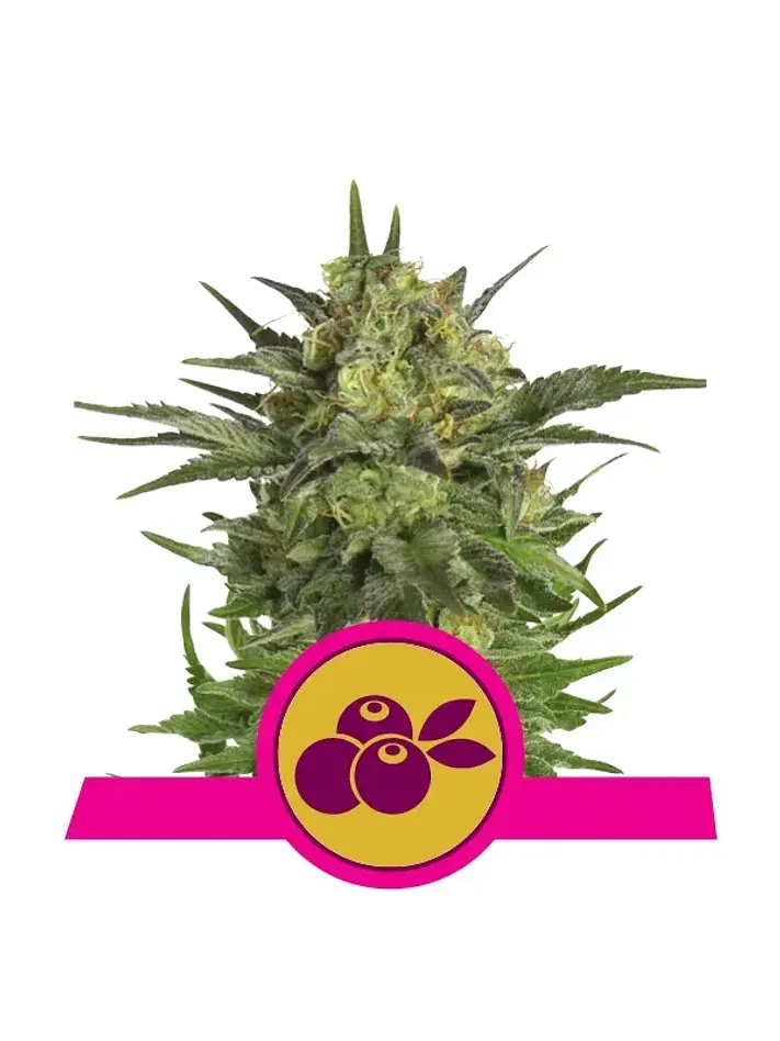 Haze Berry Fem -Royal Queen Seeds (X10/X3/X1) 2