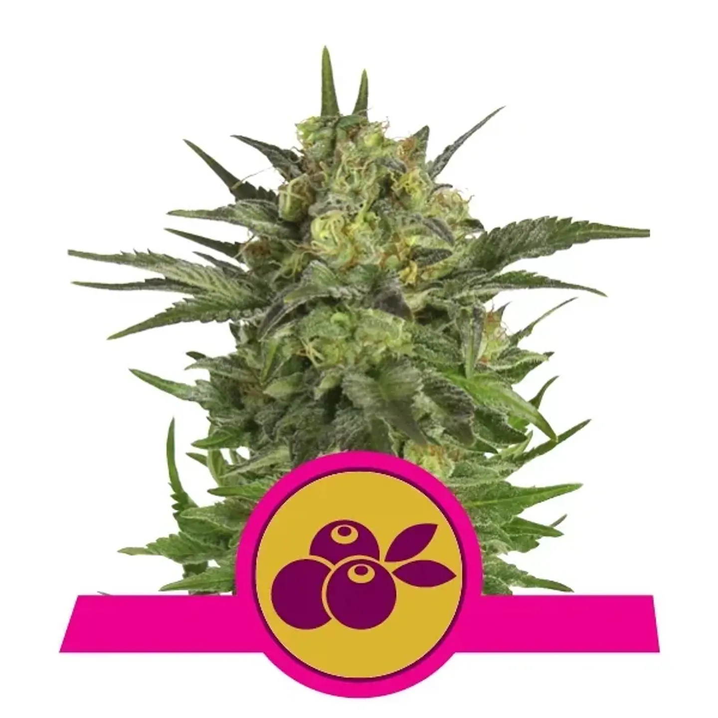 Haze Berry Fem -Royal Queen Seeds (X10/X3/X1) 2