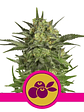 Haze Berry Fem X10-Royal Queen Seeds - Miniatura 2