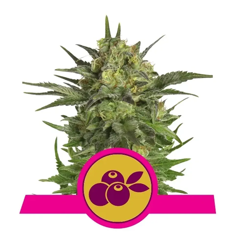 Haze Berry Fem -Royal Queen Seeds (X10/X3/X1) 2