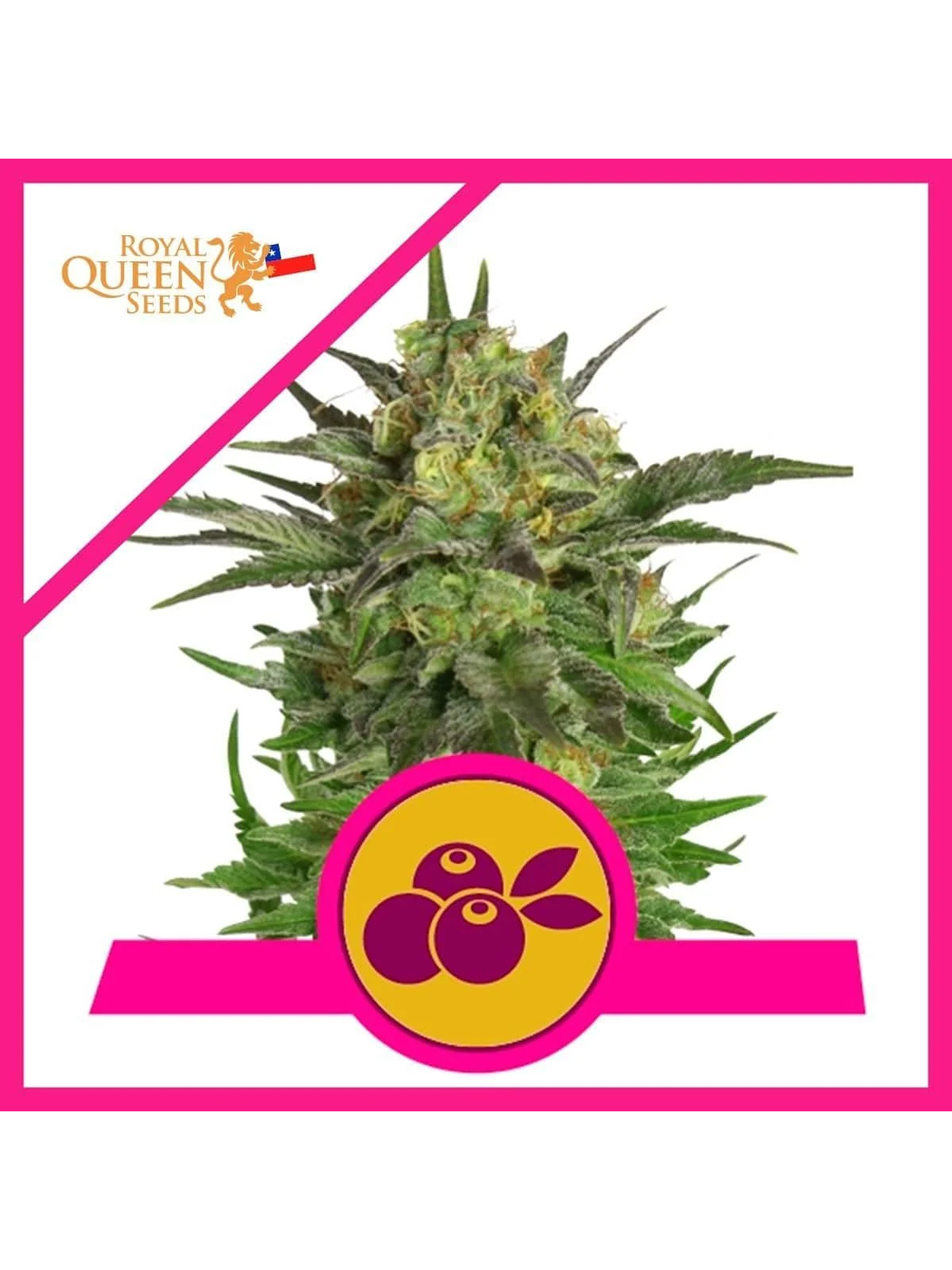 Haze Berry Fem -Royal Queen Seeds (X10/X3/X1) 4
