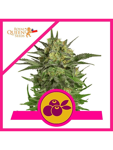 Haze Berry Fem X10-Royal Queen Seeds 4