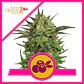 Haze Berry Fem -Royal Queen Seeds (X10/X3/X1) - Miniatura 4