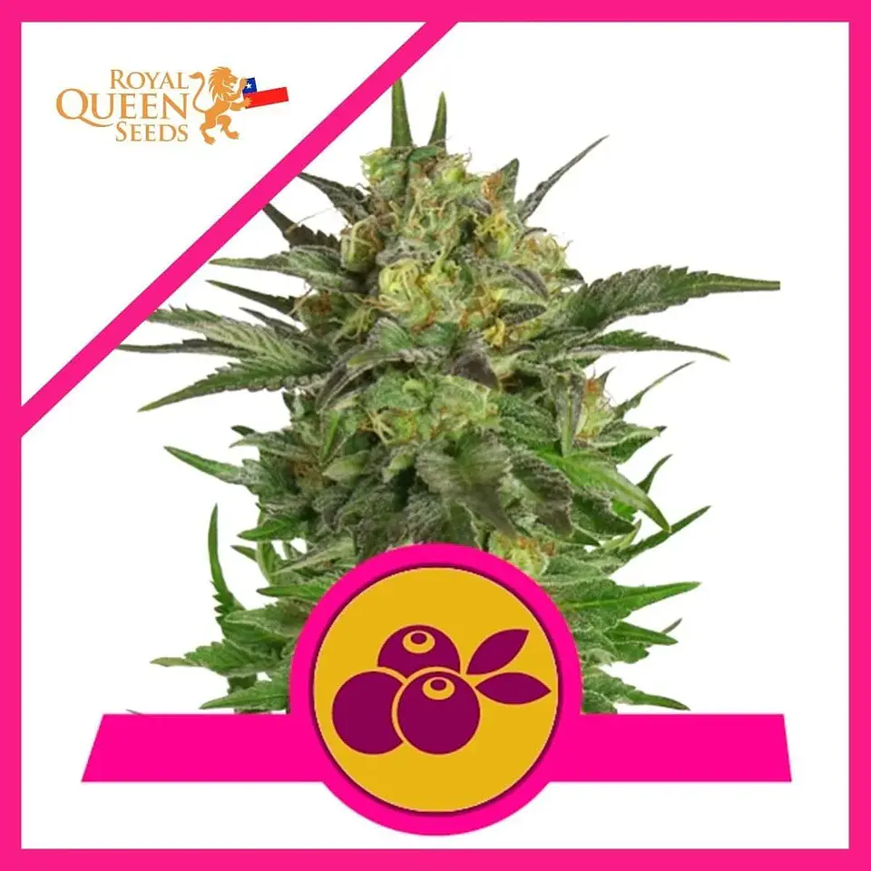 Haze Berry Fem -Royal Queen Seeds (X10/X3/X1) 4