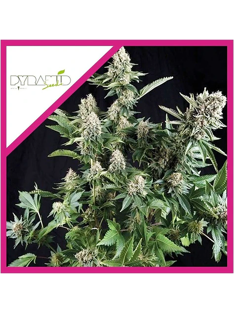 White Widow Fem -Pyramid Seeds (X5+2/X3+1/X1) 2