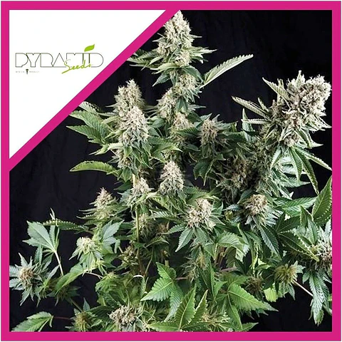 White Widow Fem -Pyramid Seeds (X5+2/X3+1/X1)