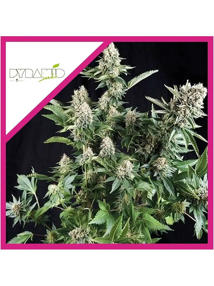 White Widow Fem -Pyramid Seeds (X5+2/X3+1/X1) 2