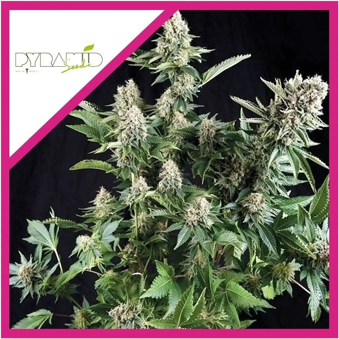 White Widow Fem -Pyramid Seeds (X5+2/X3+1/X1) 2