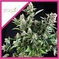 White Widow Fem -Pyramid Seeds (X5+2/X3+1/X1) - Miniatura 2
