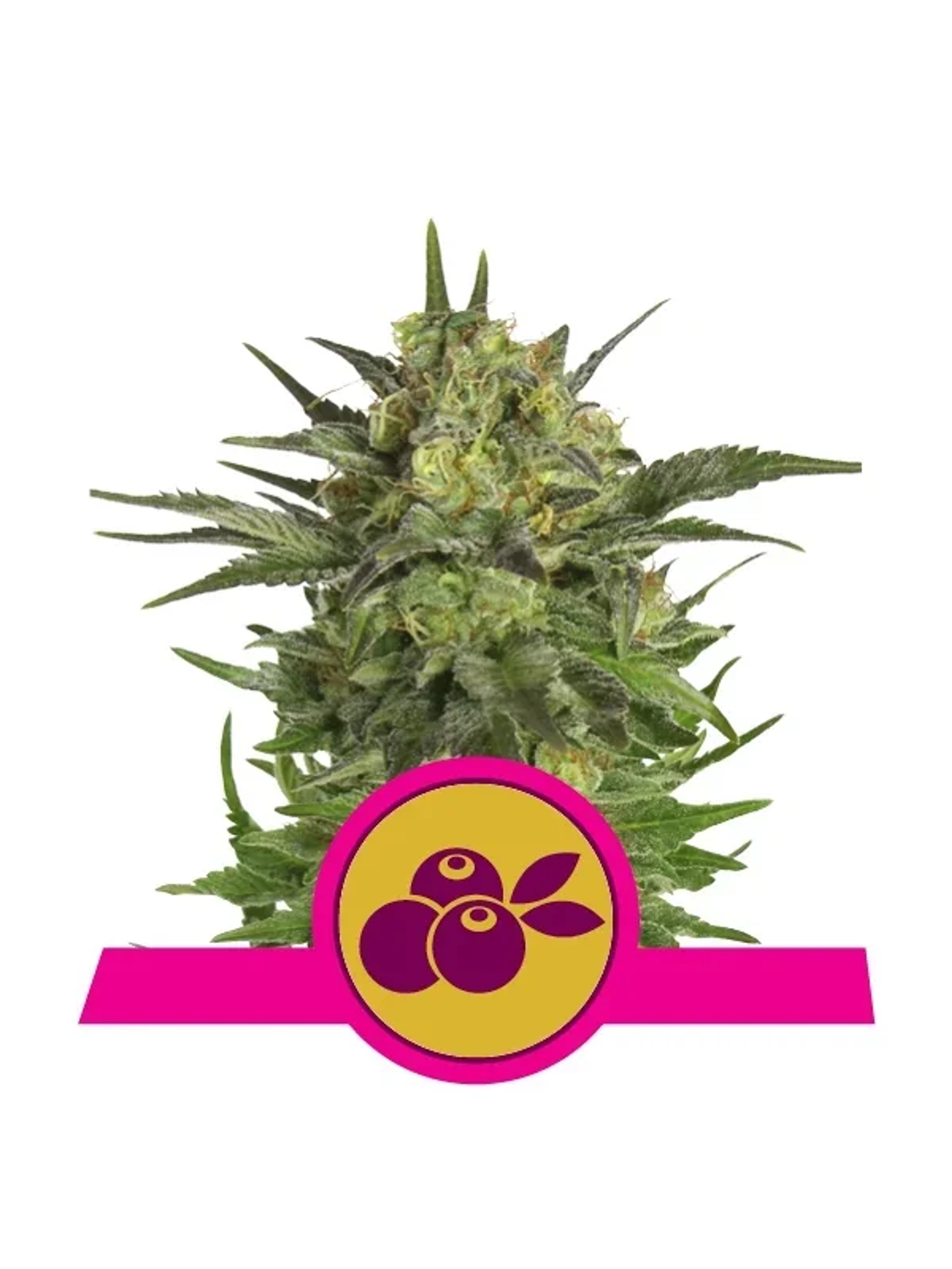 Haze Berry Fem -Royal Queen Seeds (X10/X3/X1) 3