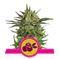 Haze Berry Fem -Royal Queen Seeds (X10/X3/X1) - Miniatura 3