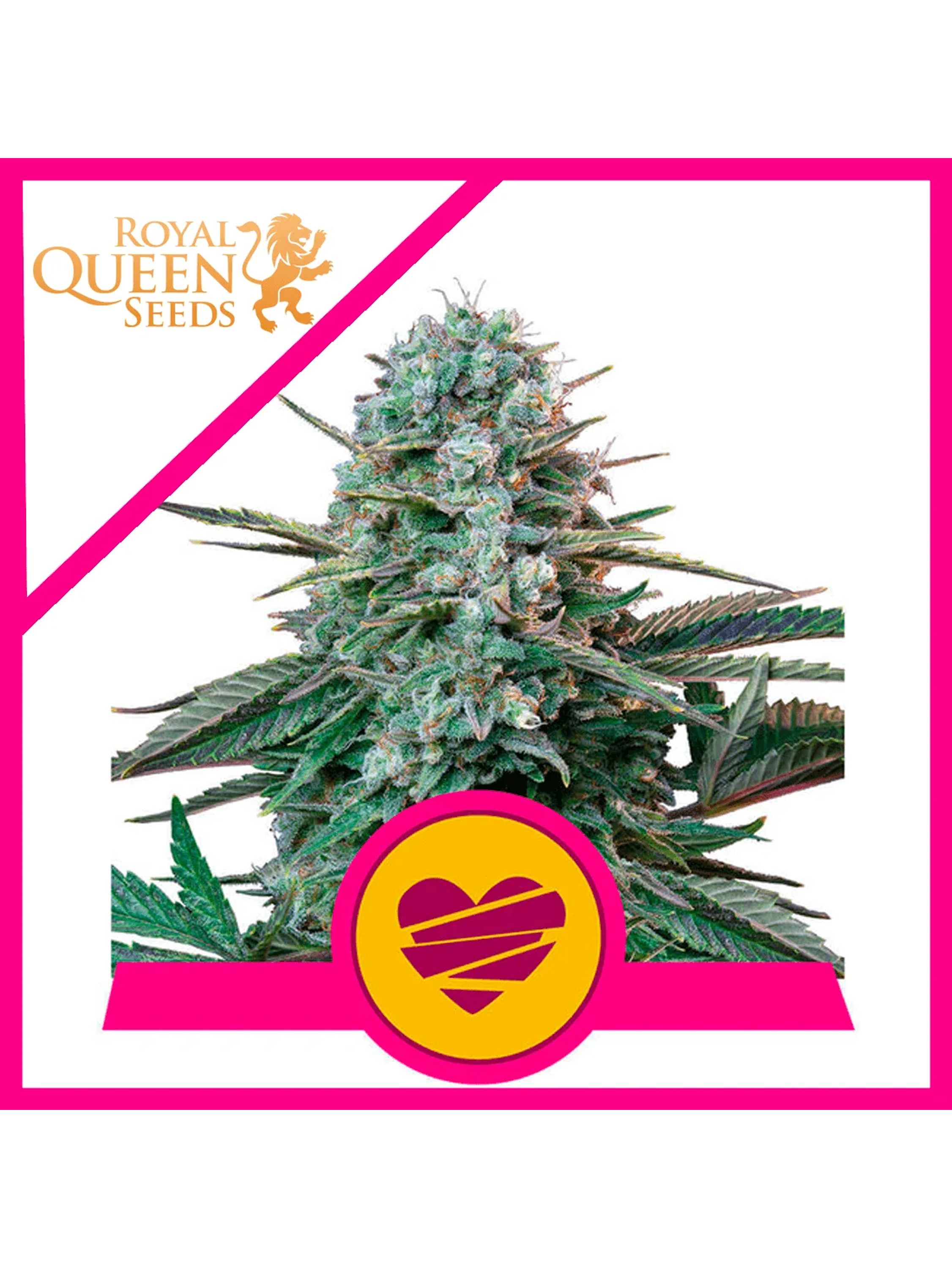 Wedding Crasher Usa Premium Fem -Royal Queen (X10/X3/X1) 2