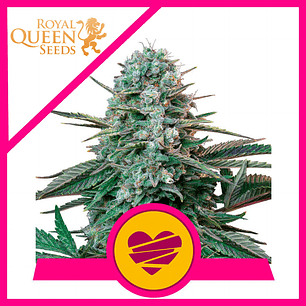 Wedding Crasher Usa Premium Fem X10-Royal Queen