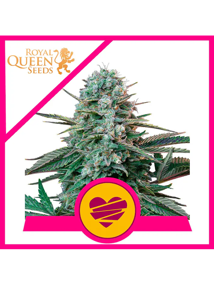 Wedding Crasher Usa Premium Fem -Royal Queen (X10/X3/X1) 2