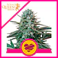 Wedding Crasher Usa Premium Fem -Royal Queen (X10/X3/X1) - Miniatura 2
