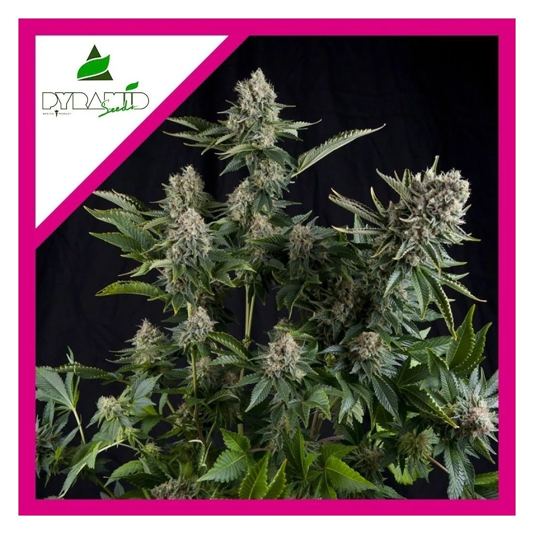 White Widow Fem -Pyramid Seeds (X5+2/X3+1/X1) 4