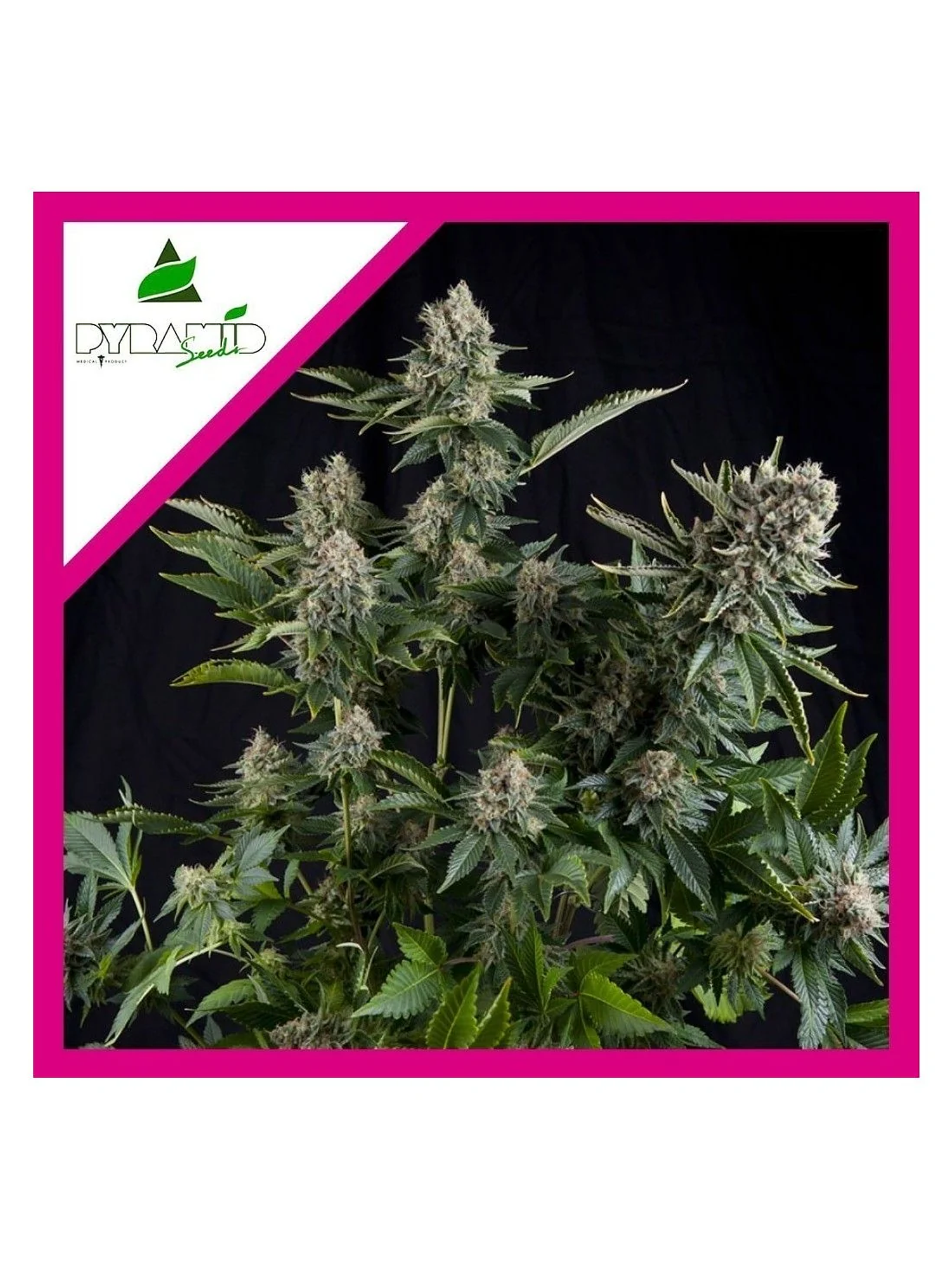 White Widow Fem -Pyramid Seeds (X5+2/X3+1/X1) 4