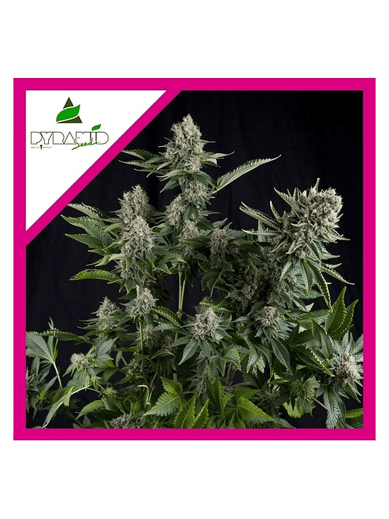 White Widow  Fem X5+2-Pyramid Seeds 4