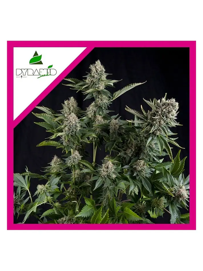 White Widow Fem -Pyramid Seeds (X5+2/X3+1/X1) 4
