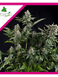 White Widow  Fem X5+2-Pyramid Seeds - Miniatura 4