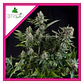 White Widow Fem -Pyramid Seeds (X5+2/X3+1/X1) - Miniatura 4