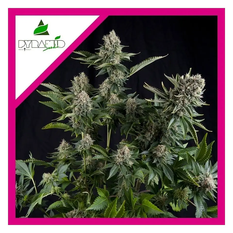 White Widow Fem -Pyramid Seeds (X5+2/X3+1/X1) 4