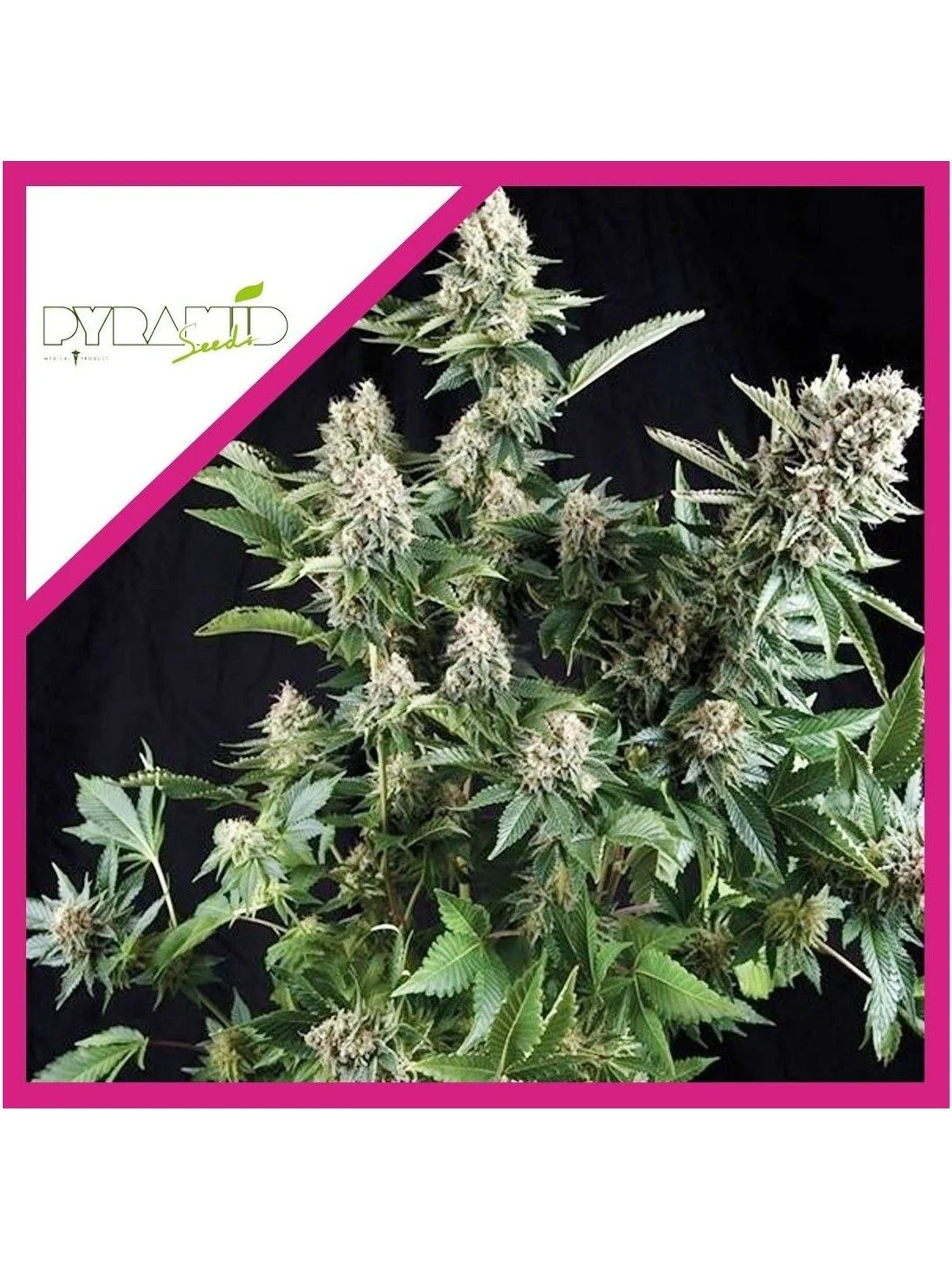 White Widow Fem -Pyramid Seeds (X5+2/X3+1/X1) 3