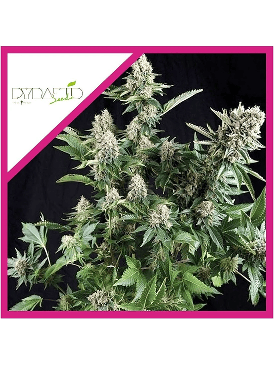 White Widow  Fem X5+2-Pyramid Seeds 3