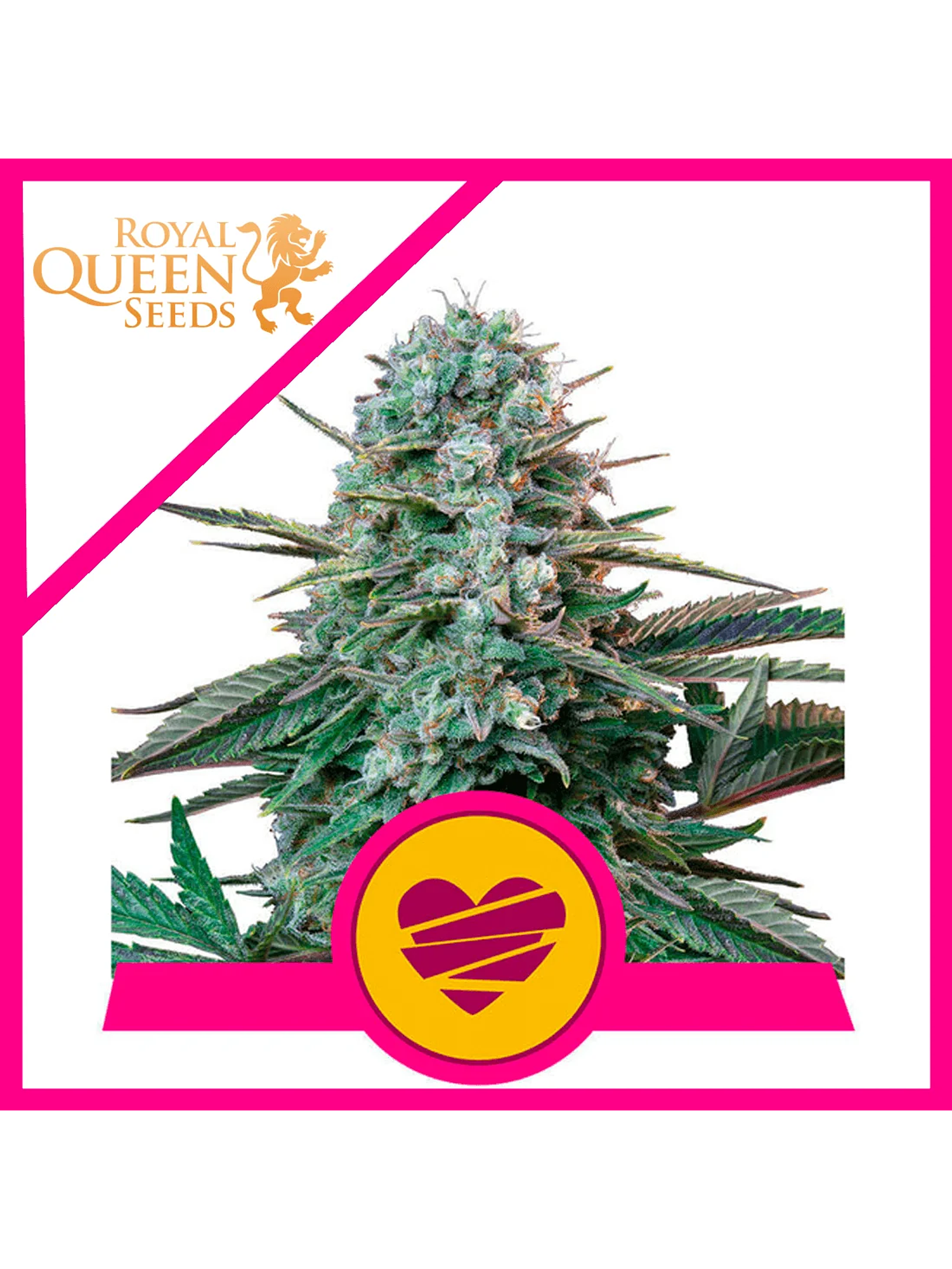 Wedding Crasher Usa Premium Fem -Royal Queen (X10/X3/X1) 3