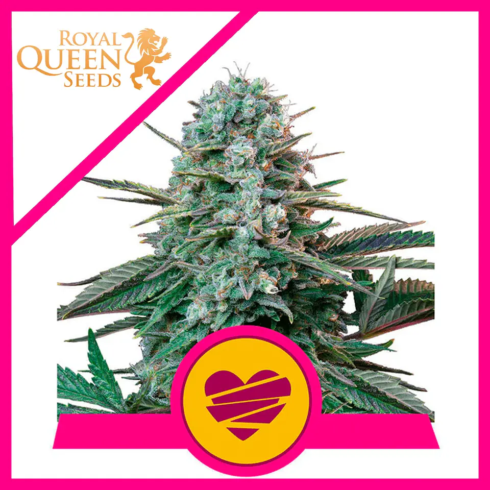 Wedding Crasher Usa Premium Fem -Royal Queen (X10/X3/X1) 3