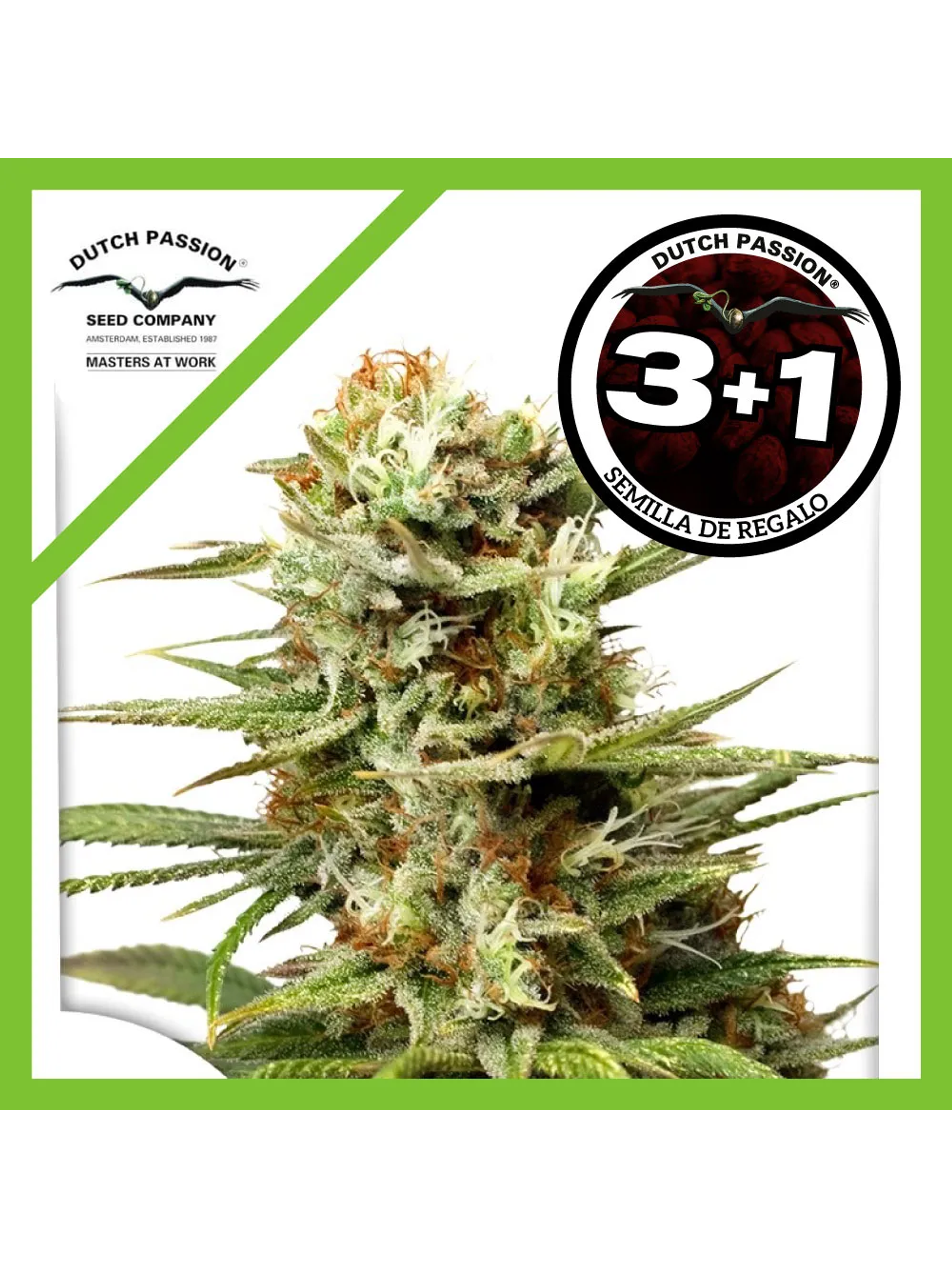 White Widow Auto -Dutch Passion (X3/X3+1) 2