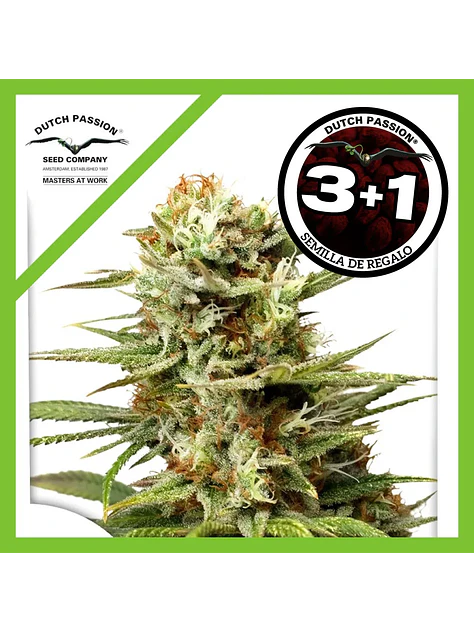 White Widow Auto -Dutch Passion X3+1 1