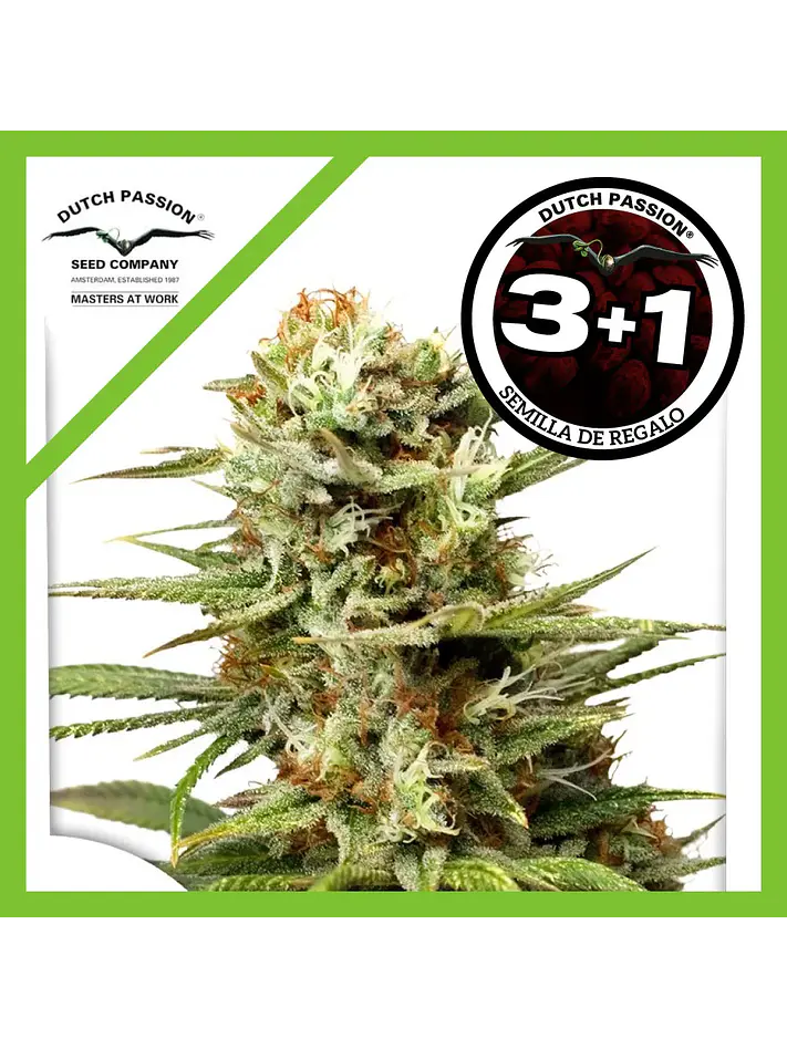White Widow Auto -Dutch Passion X3+1 1