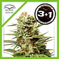 White Widow Auto -Dutch Passion X3+1 - Miniatura 1