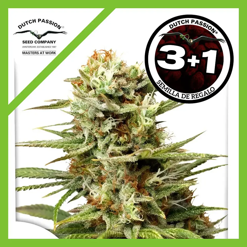 White Widow Auto -Dutch Passion X3+1 1