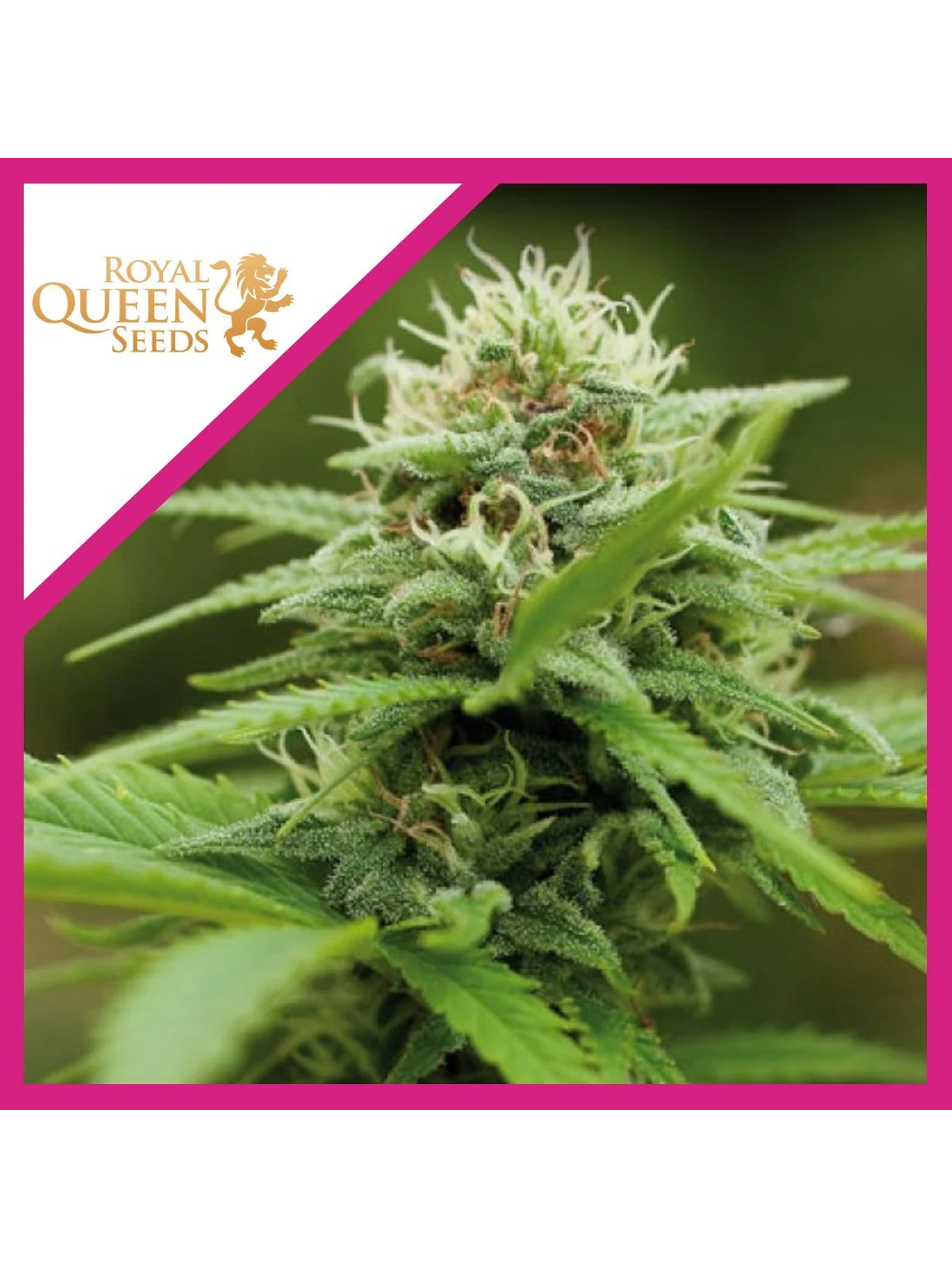 Royal Moby Fem -Royal Queen Seeds (X100/X3/X1) 2