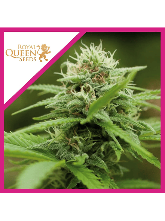 Royal Moby Fem X100-Royal Queen Seeds 2