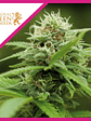 Royal Moby Fem X100-Royal Queen Seeds - Miniatura 2