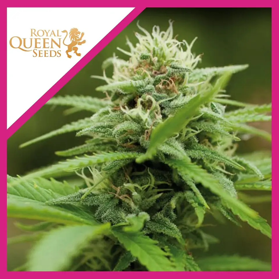 Royal Moby Fem -Royal Queen Seeds (X100/X3/X1) 2