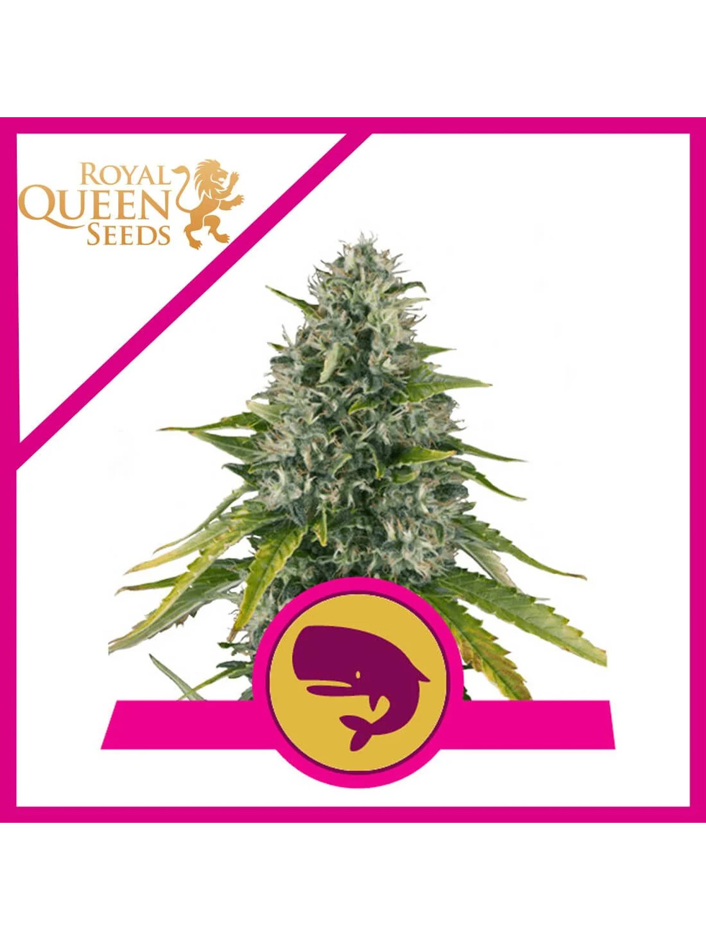 Royal Moby Fem -Royal Queen Seeds (X100/X3/X1) 3